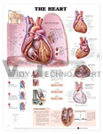   The Heart Anatomical Chart